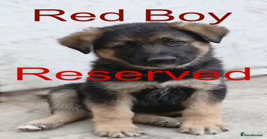 German Shepherd dogs - Advert 1