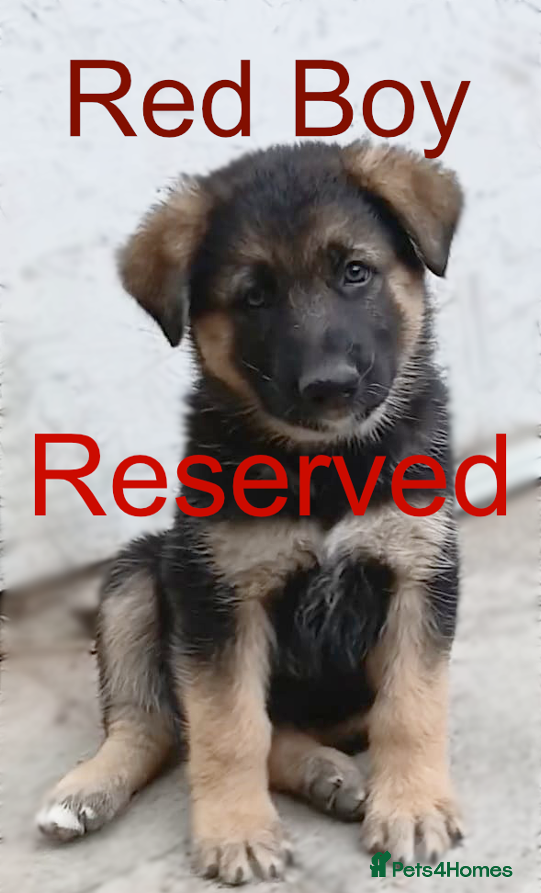German Shepherd dogs for sale: Available Now! Last 2 German Shepherds Puppies - Image 8