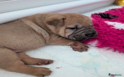 Shar Pei dogs for sale: Shar pei puppies  - Image 6