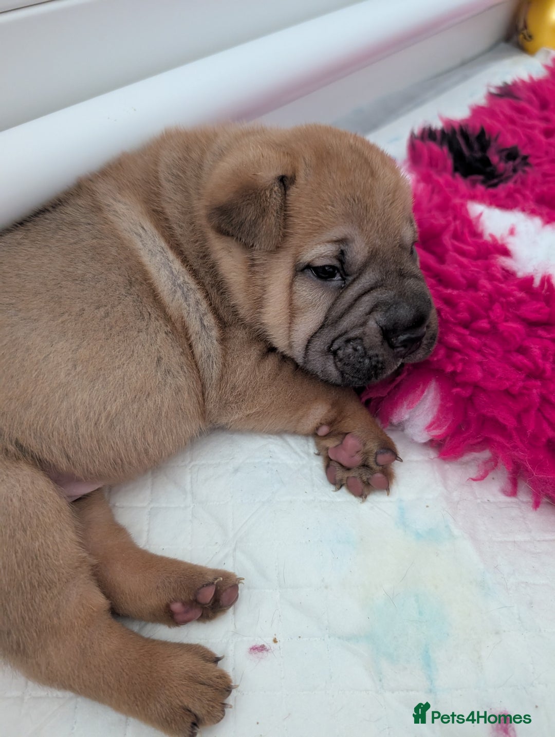 Shar Pei dogs for sale: Shar pei puppies  - Image 6