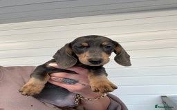Miniature Dachshund dogs for sale: Mini Dachshund puppies for sale  - Image 22
