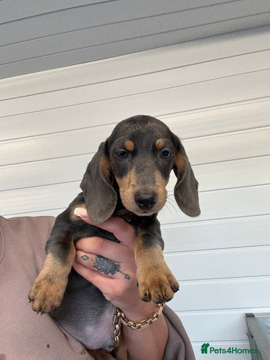 Miniature Dachshund dogs for sale: Mini Dachshund puppies for sale  - Image 22