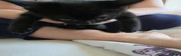 Domestic Shorthair cats for sale: 4 gorgeous black kittens with white patches. - Advert 12