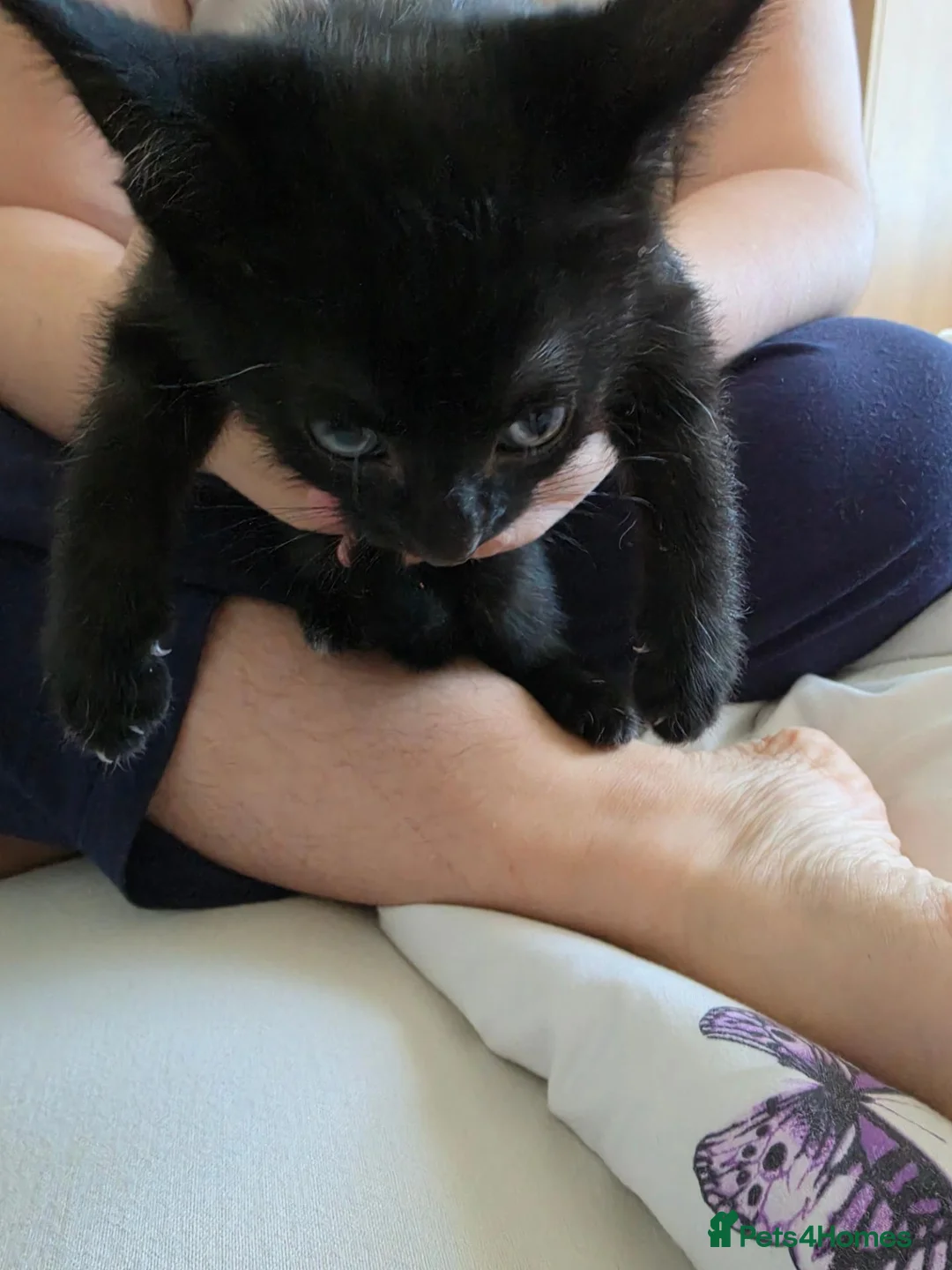 Domestic Shorthair cats for sale: 4 gorgeous black kittens with white patches. - Advert 12