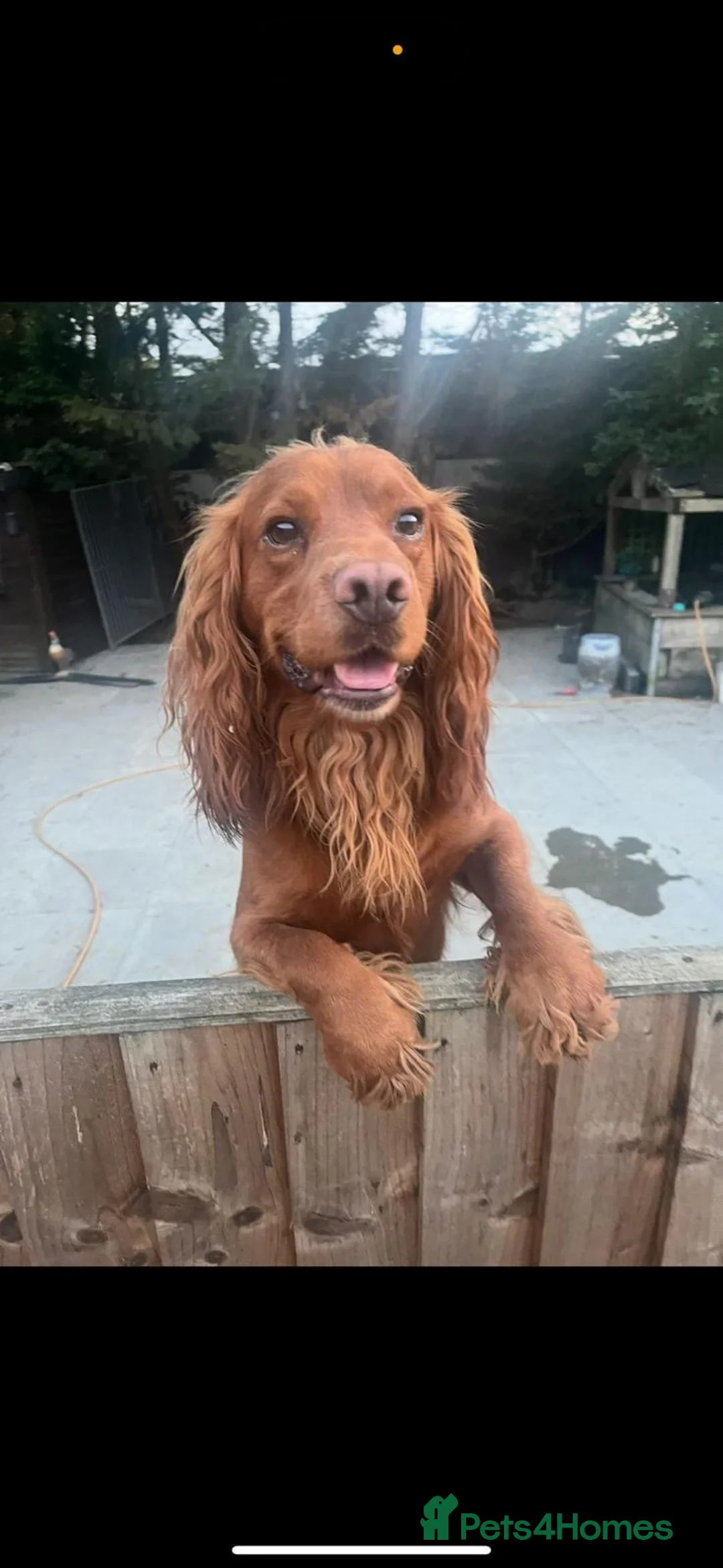 Cocker Spaniel dogs for sale: Beautiful Cocker Spaniel Pups in Iver - Advert 2