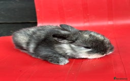 Mini Lop rabbits for sale: Mini lop bunnies  - Image 8