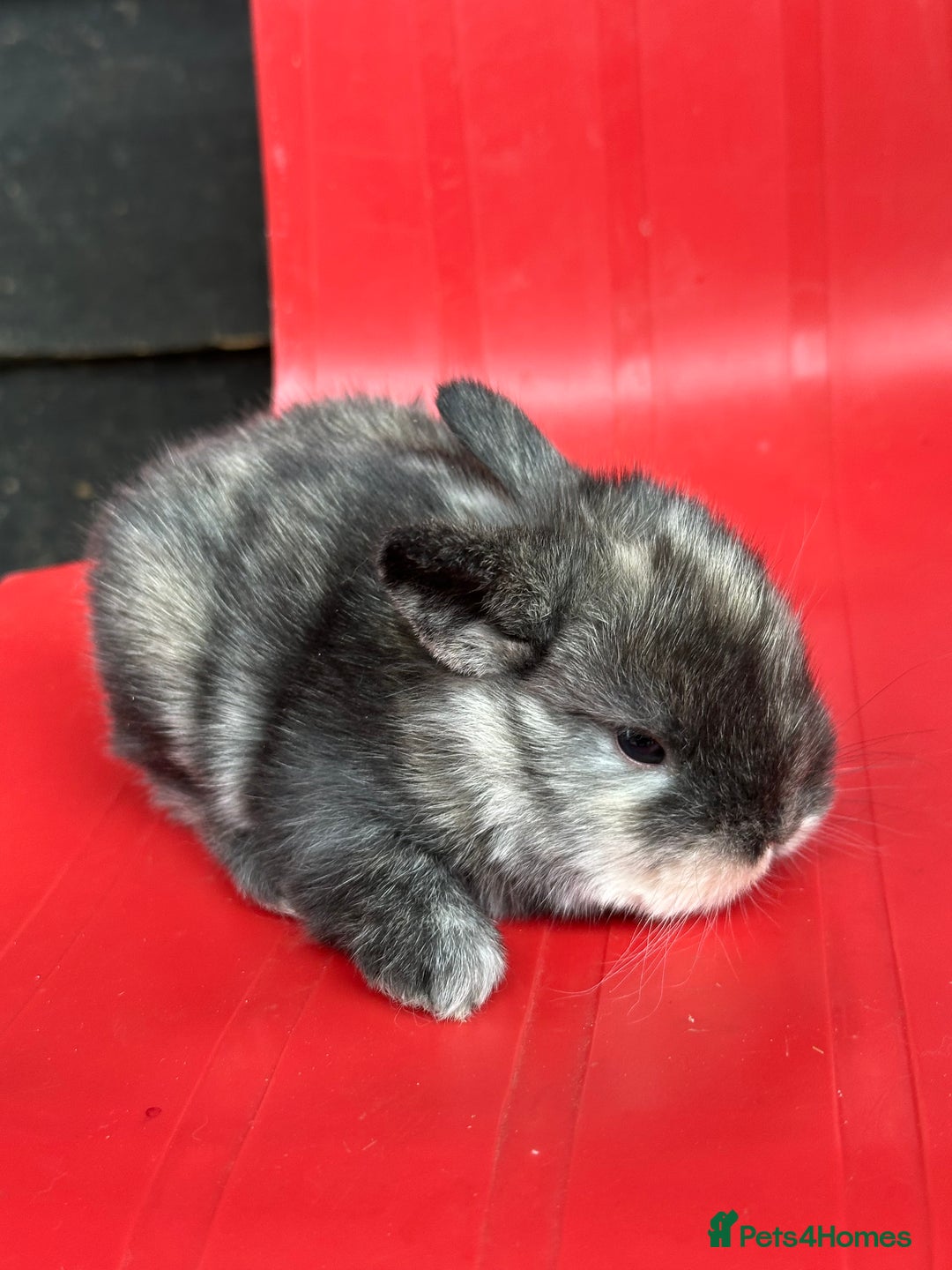 Mini Lop rabbits for sale: Mini lop bunnies  - Image 8
