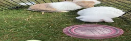 Mini Lop rabbits for sale: 4 mini lops - mixed sex in Sittingbourne - Advert 2