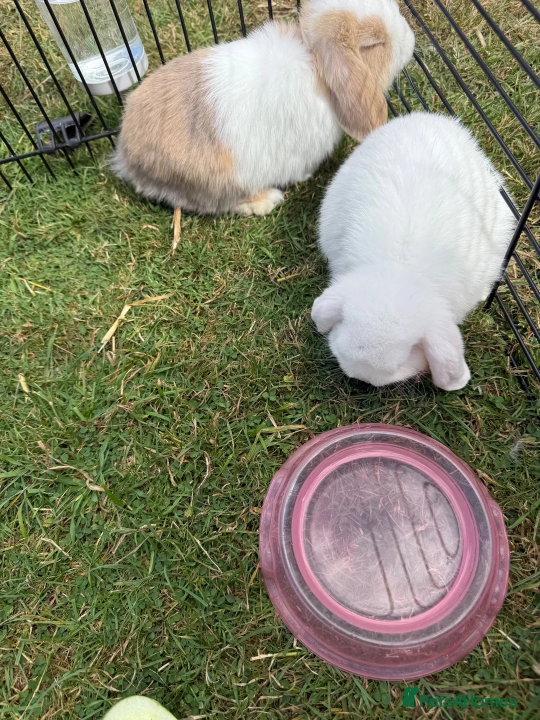 Mini Lop rabbits for sale: 4 mini lops - mixed sex in Sittingbourne - Advert 2