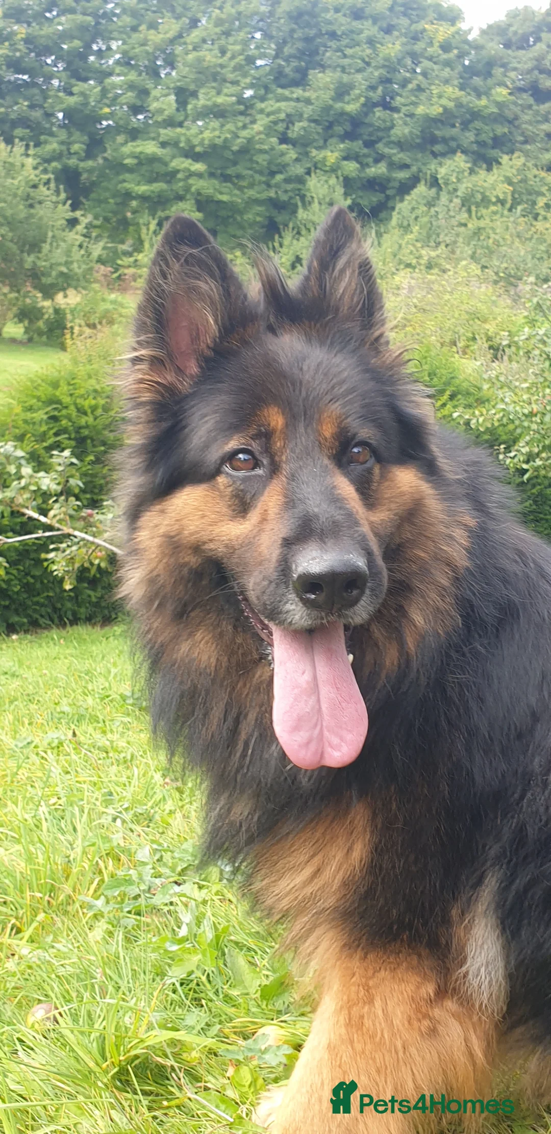 German Shepherd dogs for sale: Full long haired GSD pups - Advert 1