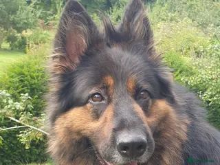 German Shepherd dogs Full long haired GSD pups - Advert 3