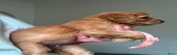 Goldador dogs for sale: Goldador puppies  - Advert 10