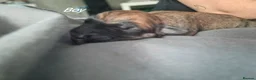 Lurcher dogs for sale: Stunning lurcher puppies in Glasgow - Advert 10