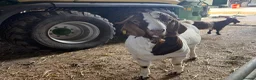 Goats livestock for sale: Boer goat in tire  in Beaminster - Advert 2
