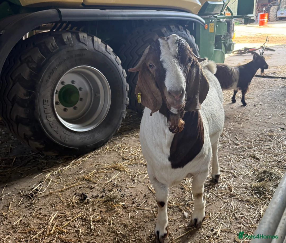 Goats livestock for sale: Boer goat in tire  in Beaminster - Advert 2