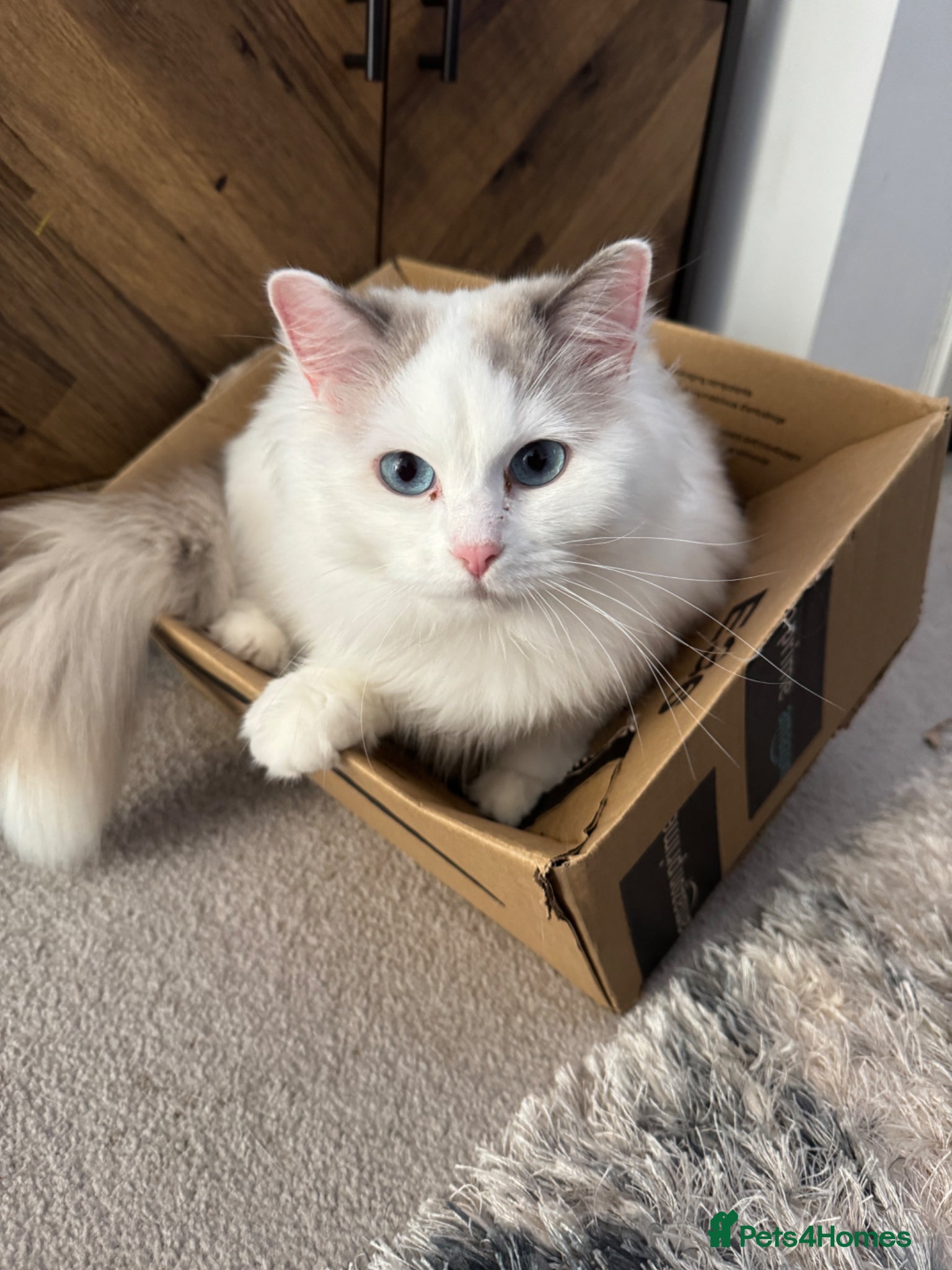 Ragdoll cats Ragdoll girl looking for new homw - Advert 1