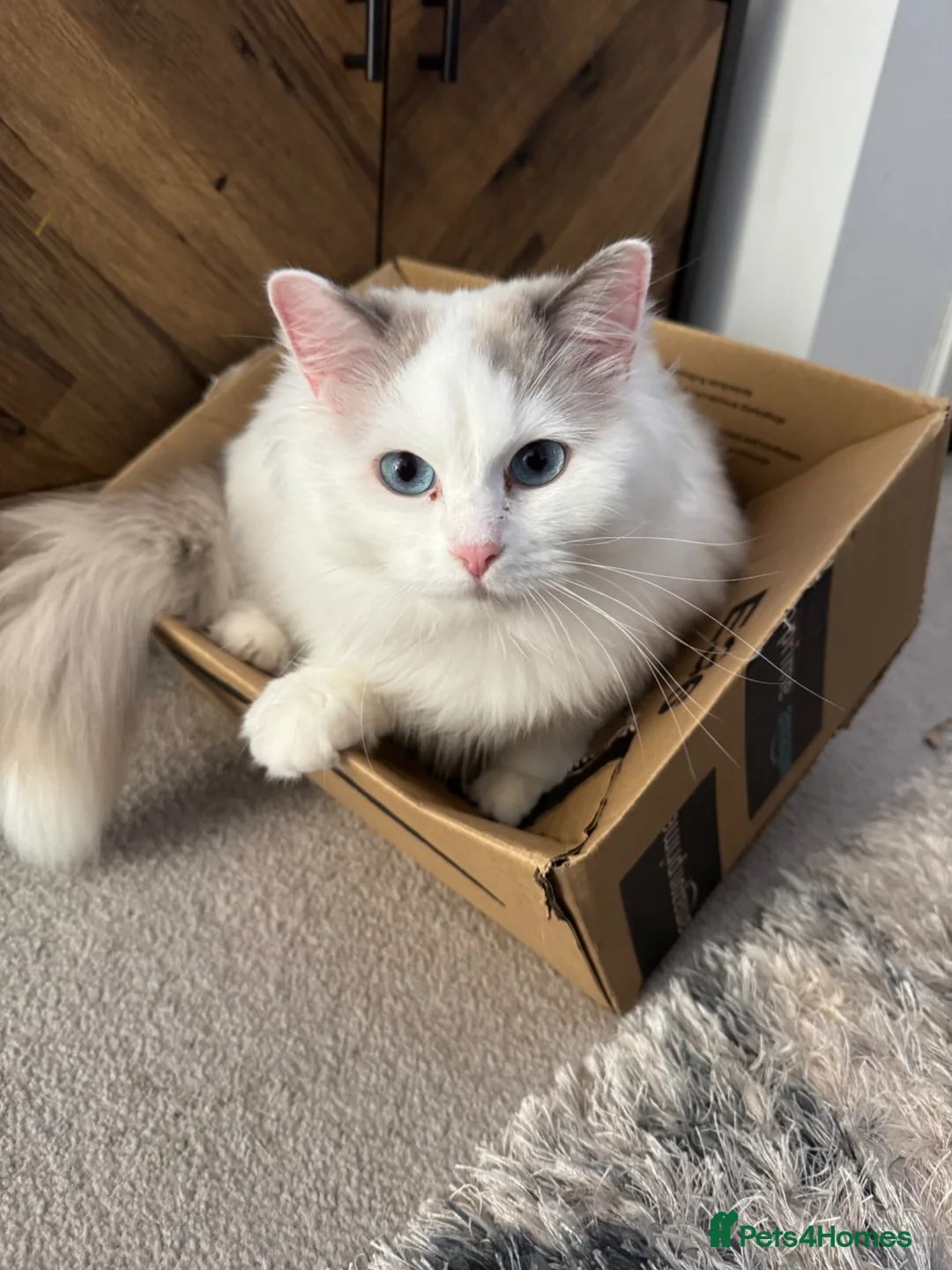 Ragdoll cats for sale: Ragdoll girl looking for new homw - Advert 1