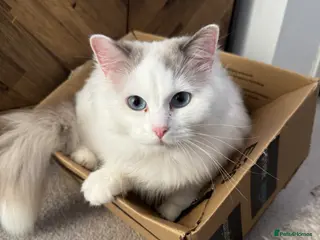 Ragdoll cats Ragdoll girl looking for new homw - Advert 1