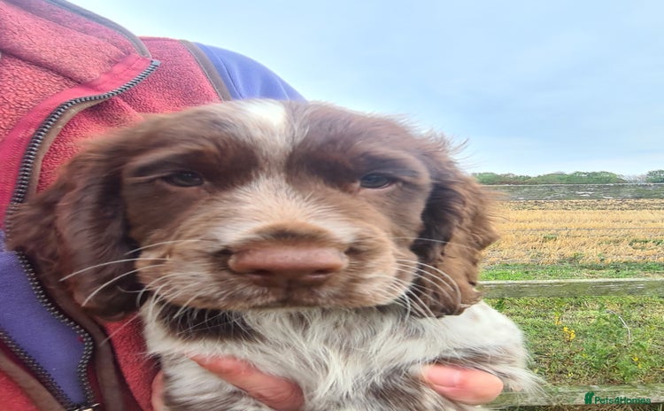 Sprocker dogs - Advert 10