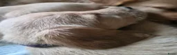 Labradoodle dogs for sale: LABRADOODLE PUPPIES FOR SALE  in Leigh - Advert 3