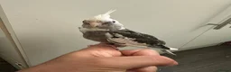 Cockatiels birds for sale: Middlesbrough  in Middlesbrough - Advert 3