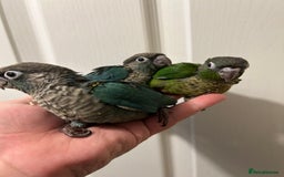 Conures birds for sale: Super Cuddly Hand Reared Baby Conures  in Newcastle upon Tyne - Image 2