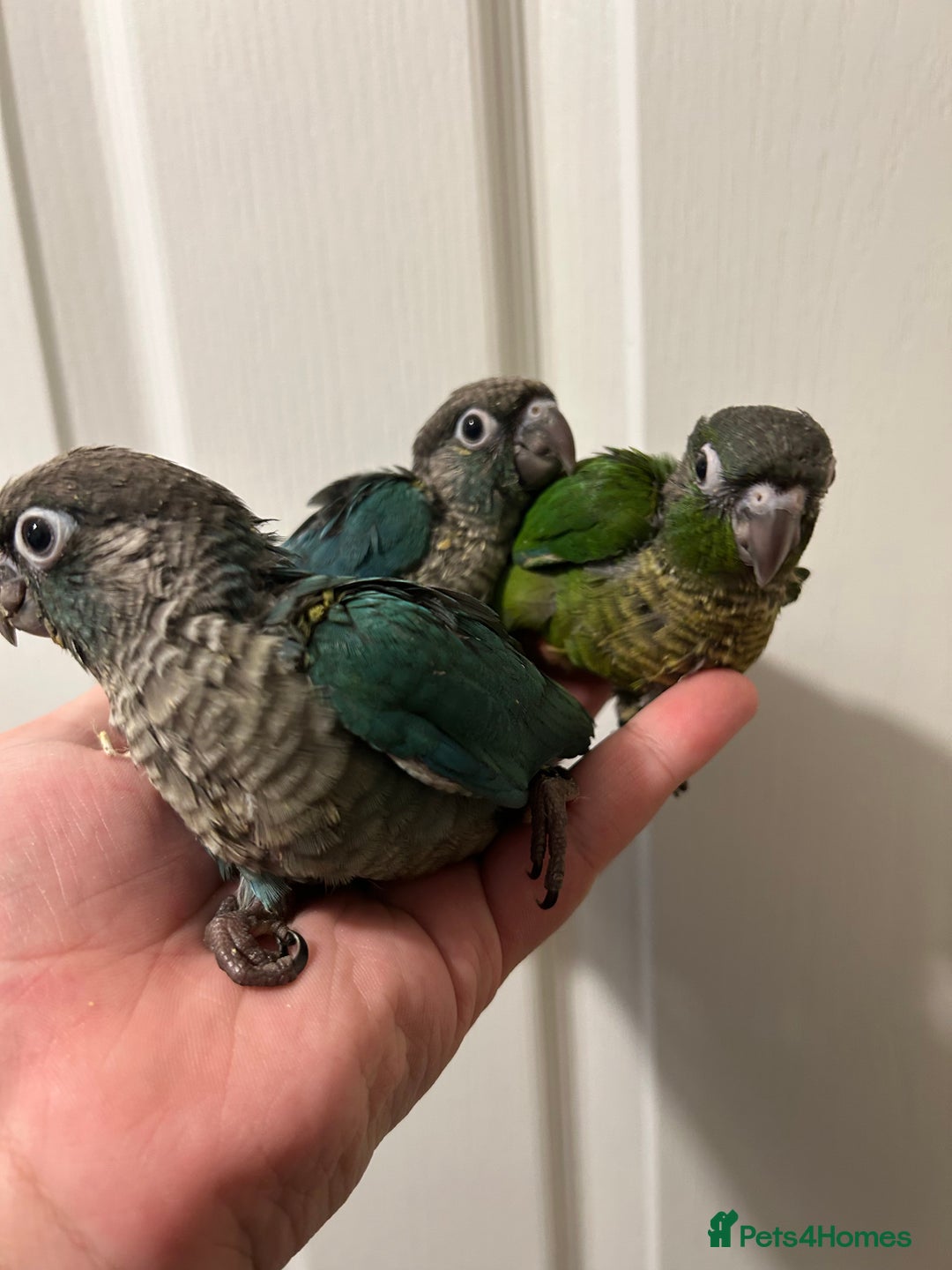 Conures birds for sale: Super Cuddly Hand Reared Baby Conures  in Newcastle upon Tyne - Image 2