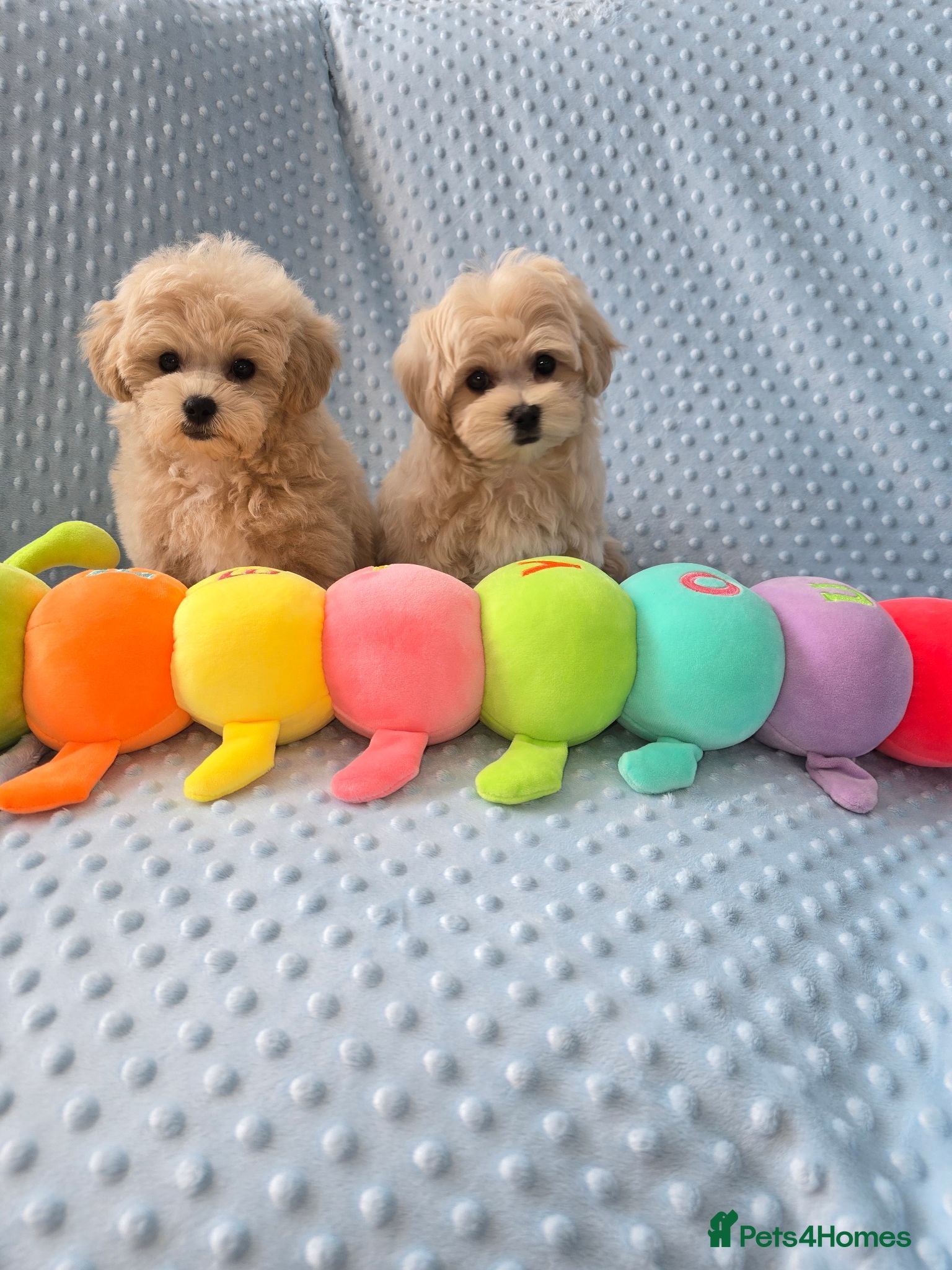Maltipoo dogs  Beautiful  Maltipoo - Advert 1