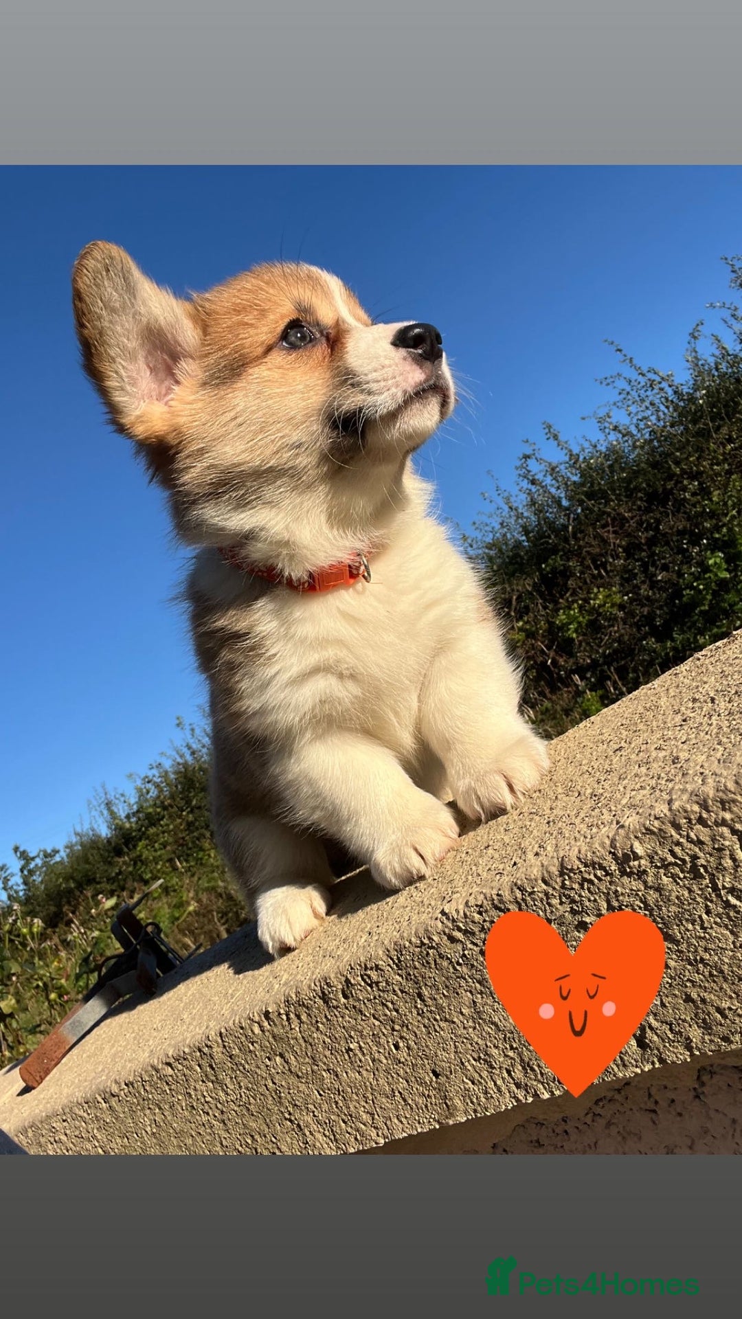 Welsh Corgi Pembroke dogs for sale: Champion Bloodline KC reg puppies - Image 3