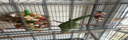 Ringnecks birds for sale: Ringneck & full cage set up  in Basildon - Advert 5