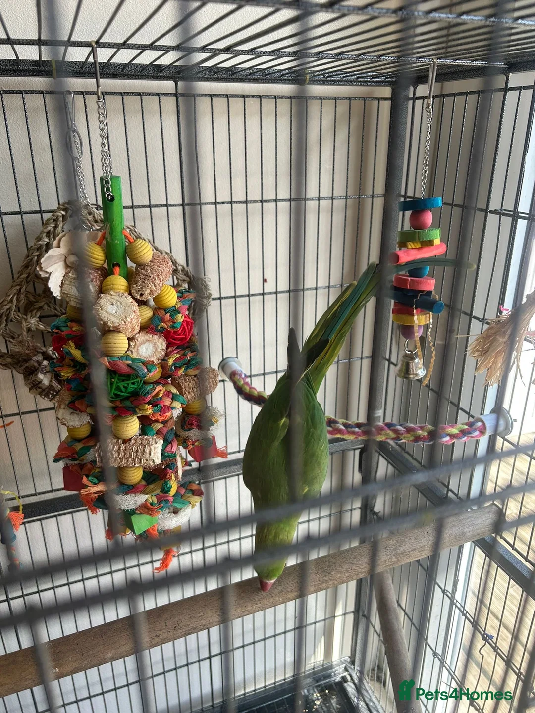 Ringnecks birds for sale: Ringneck & full cage set up  in Basildon - Advert 5