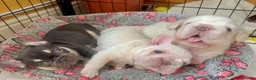French Bulldog dogs for sale: French Bulldog Puppies  2 Boys & 1 Girl - Advert 10