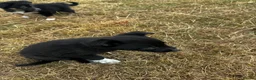 Mixed Breed dogs for sale: Kelpie x collies BEAUTIFUL LITTER - Advert 34
