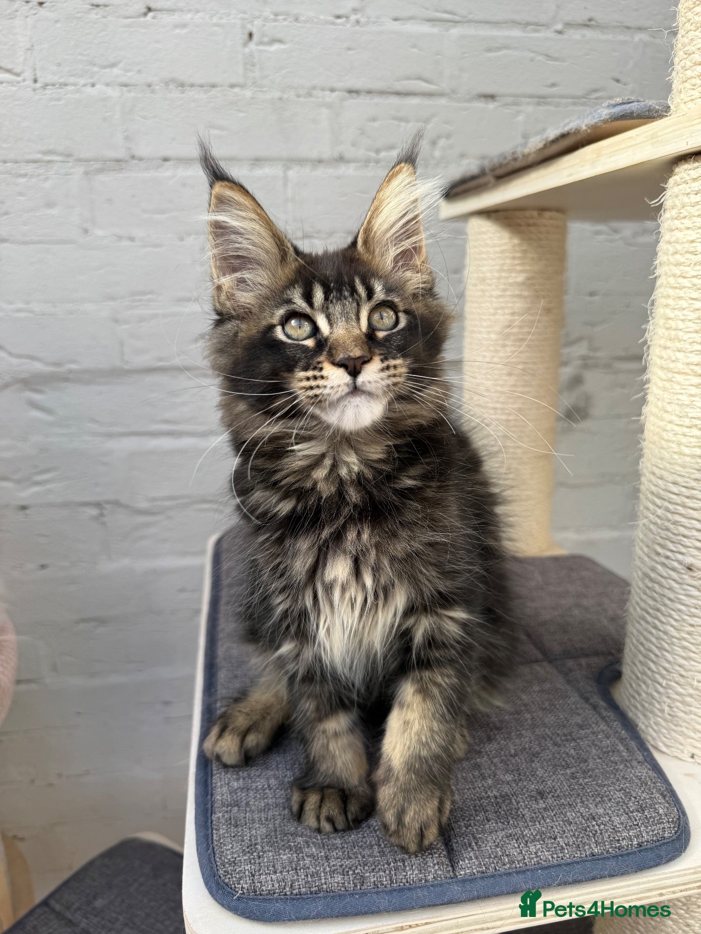 Maine Coon cats Champion TICA Pedigree Maine Coons kittens  - Advert 1