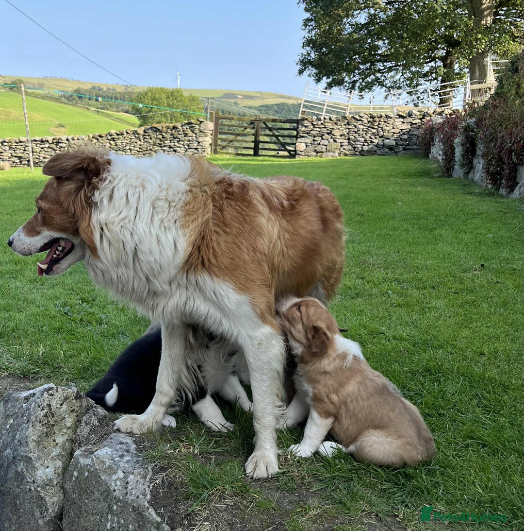 Border Collie dogs for sale: Beautiful border collie puppies for sale  - Image 13