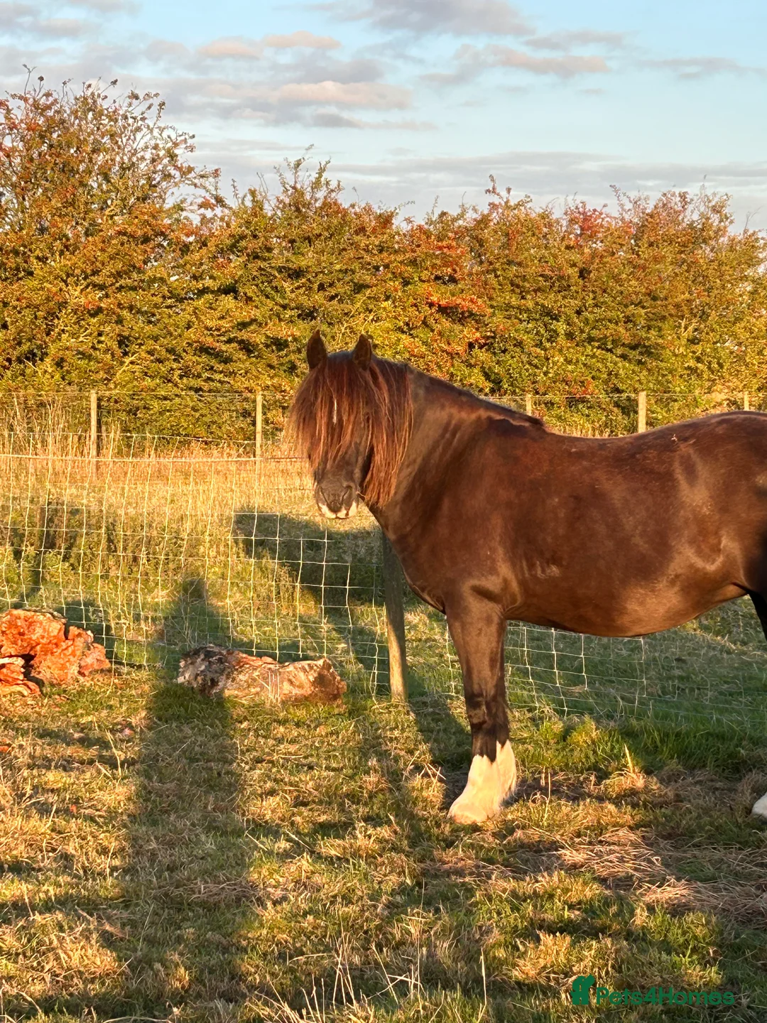 Riding pony horses for sale: 13’1 super mare - Advert 2