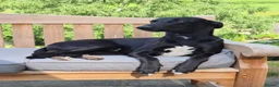 Lurcher dogs for stud: 🌟 Lurcher Stud Available 🌟  - Advert 2