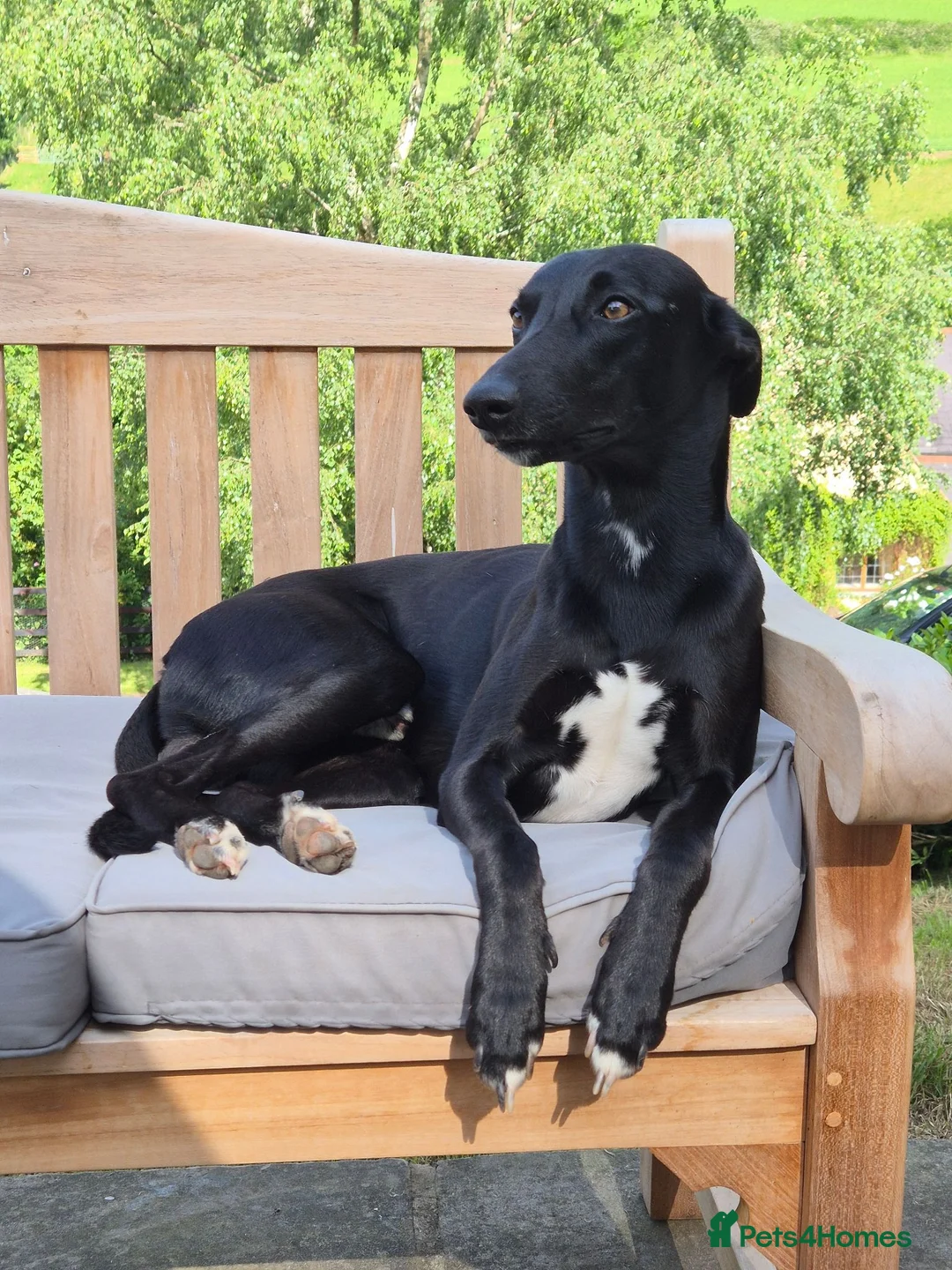 Lurcher dogs for stud: 🌟 Lurcher Stud Available 🌟  - Advert 2