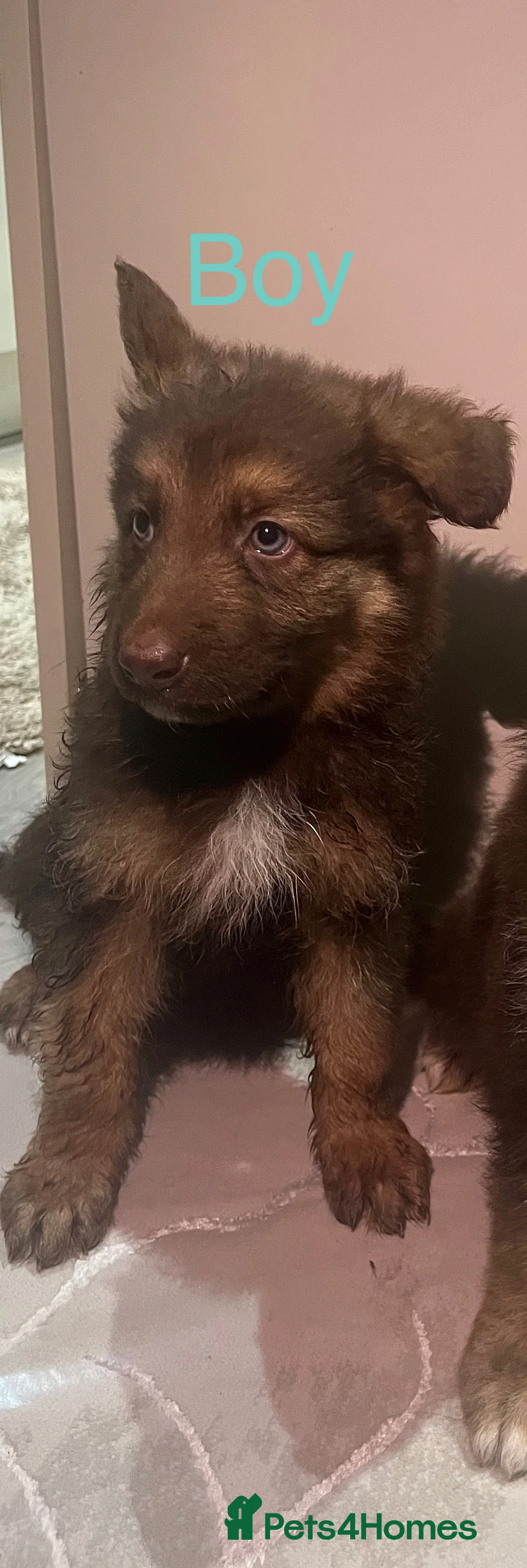 German Shepherd dogs for sale: 4 beautiful German shepherd SOLD - Advert 6