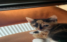 British Shorthair cats for sale: 3 beautiful and playful kittens  - Image 20