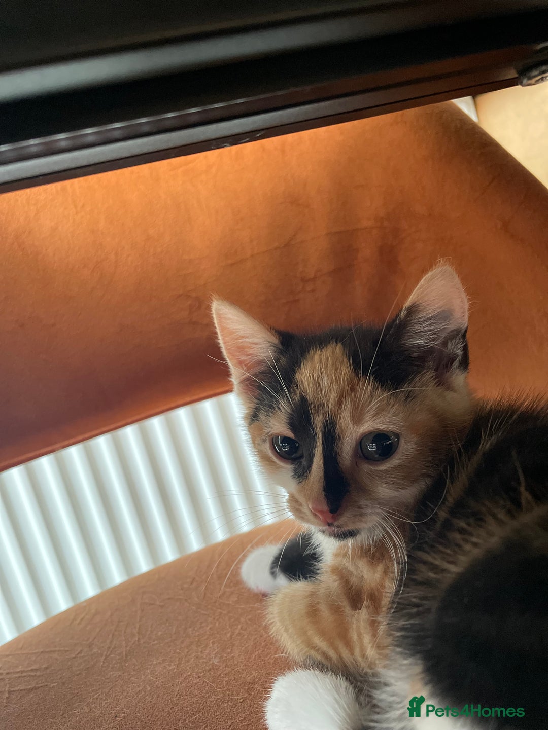 British Shorthair cats for sale: 3 beautiful and playful kittens  - Image 20