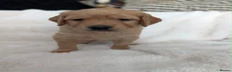 Golden Retriever dogs for sale: 3 beautiful golden retrievers for sale  - Advert 5