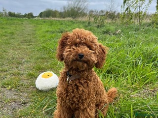 Miniature Poodle dogs - Advert 1