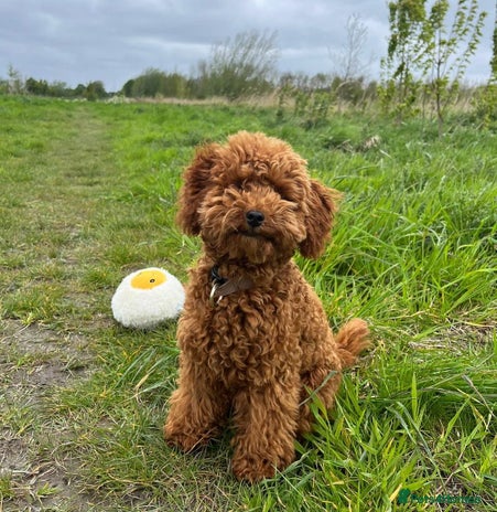 Miniature Poodle dogs - Advert 13