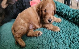 Labradoodle dogs for sale: Beautiful, Well Bred F1b Labradoodle Puppies - Image 4