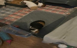 Guinea Pig rodents for sale: Baby skinny carriers due in August  - Image 3