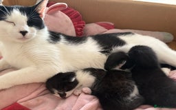 Mixed Breed cats for sale: Beautiful kittens for sale 🐈‍⬛ - Image 4