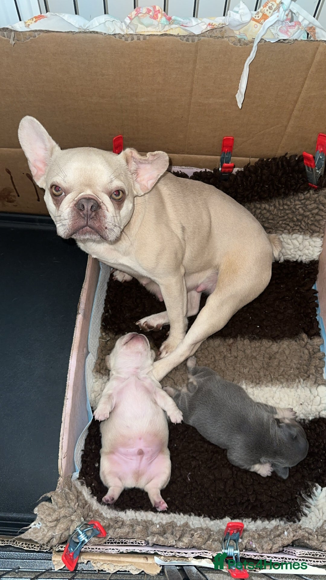 French Bulldog dogs for sale: Male French Bulldog puppy  - Image 5