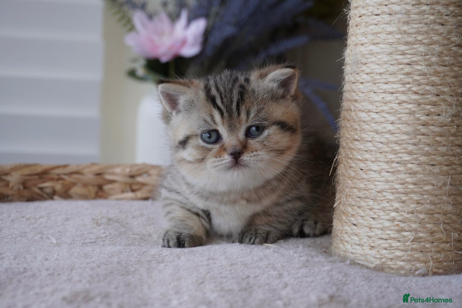 Munchkin cats for sale: 🫐Beautiful Scottish Kilt Boy – Rare Bloodlines🫐 - Advert 1