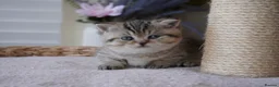 Munchkin cats for sale: 🫐Beautiful Scottish Kilt Boy – Rare Bloodlines🫐 - Advert 1